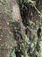 Anolis capito