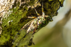 Amphipsalta