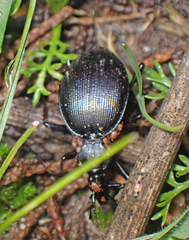 Scaphinotus interruptus