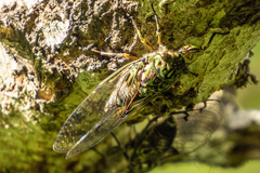 Amphipsalta