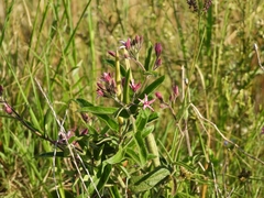 Oxypetalum solanoides
