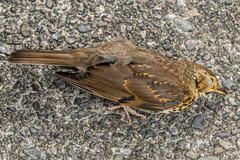Turdus philomelos clarkei