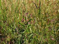 Oxypetalum solanoides