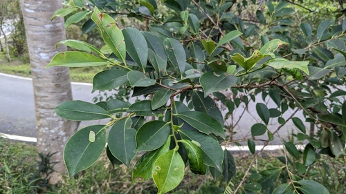 Cleyera japonica