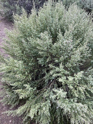 iNaturalist observation photo of Chaparral Coyote Brush