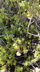 Coprosma ernodeoides