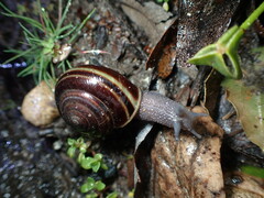 Helminthoglypta sequoicola