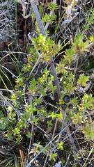 Coprosma ernodeoides