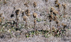 Solidago spathulata