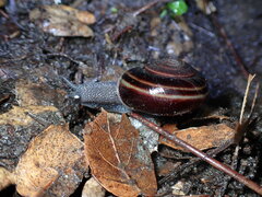 Helminthoglypta sequoicola