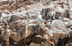 Larus belcheri