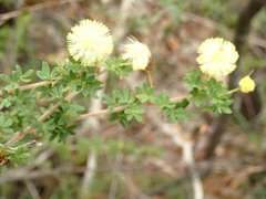 Acacia mitchellii