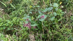 Eupatorium amabile