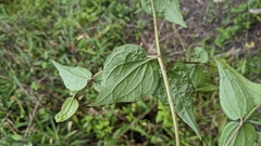 Eupatorium amabile