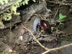 Helminthoglypta sequoicola