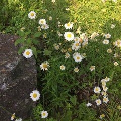 Leucanthemum