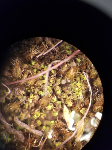 Hymenostylium recurvirostrum var. recurvirostrum