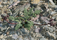 Cymopterus aboriginum