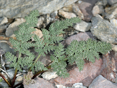 Cymopterus aboriginum