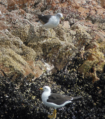 Larus belcheri