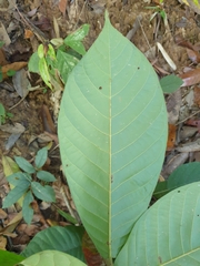Dipterocarpus