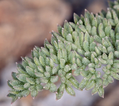 Cymopterus aboriginum