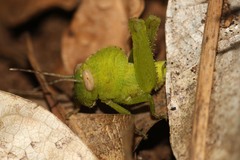 Abisares viridipennis