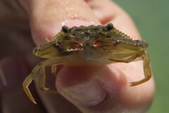 Callinectes sapidus