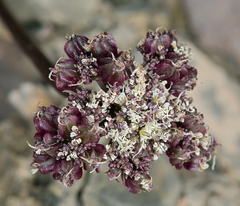 Cymopterus aboriginum