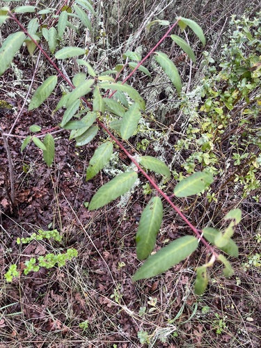 iNaturalist observation photo of coffeeberry