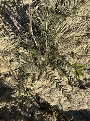 Astragalus trichopodus
