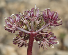 Cymopterus aboriginum