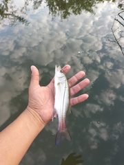 Centropomus undecimalis