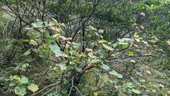 Hibiscus makinoi