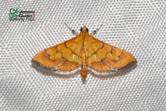 Orphanostigma abruptalis