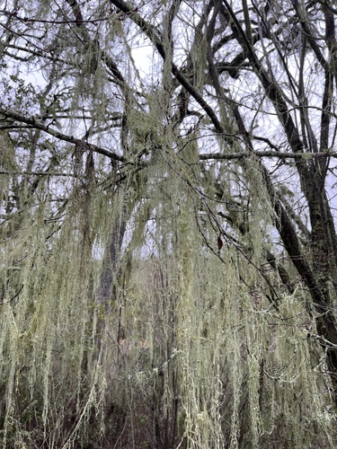 iNaturalist observation photo of lace lichen