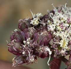 Cymopterus aboriginum