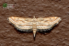 Parapoynx fluctuosalis