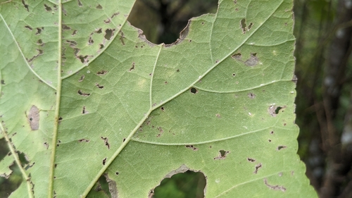 Image of Hibiscus makinoi by (c) Cheng-Te Hsu, some rights reserved (CC BY)
