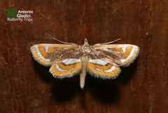 Agassiziella albidivisa