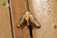 Nymphicula blandialis