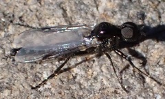 Bibiodes halteralis