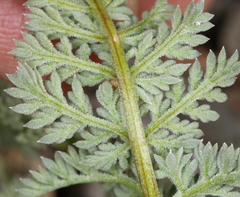 Cymopterus aboriginum