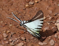 Neographium agesilaus