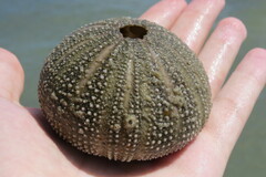 Lytechinus variegatus