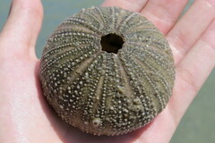 Lytechinus variegatus