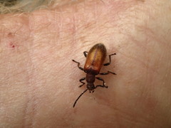 Metriolagria affinis