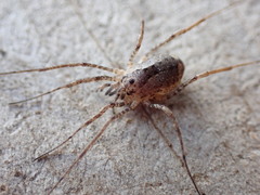 Protolophus singularis