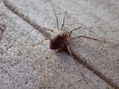 Protolophus singularis