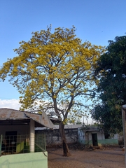 Handroanthus chrysanthus